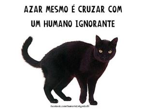 gato-preto