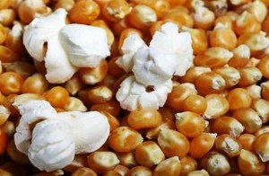 milho-de-pipoca