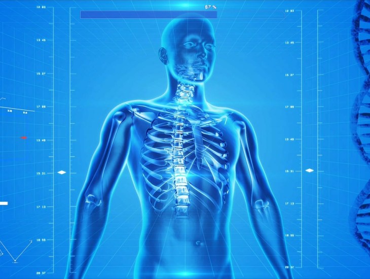 Fonte: https://pixabay.com/illustrations/human-skeleton-human-body-anatomy-163715